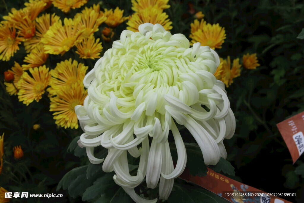 菊花 