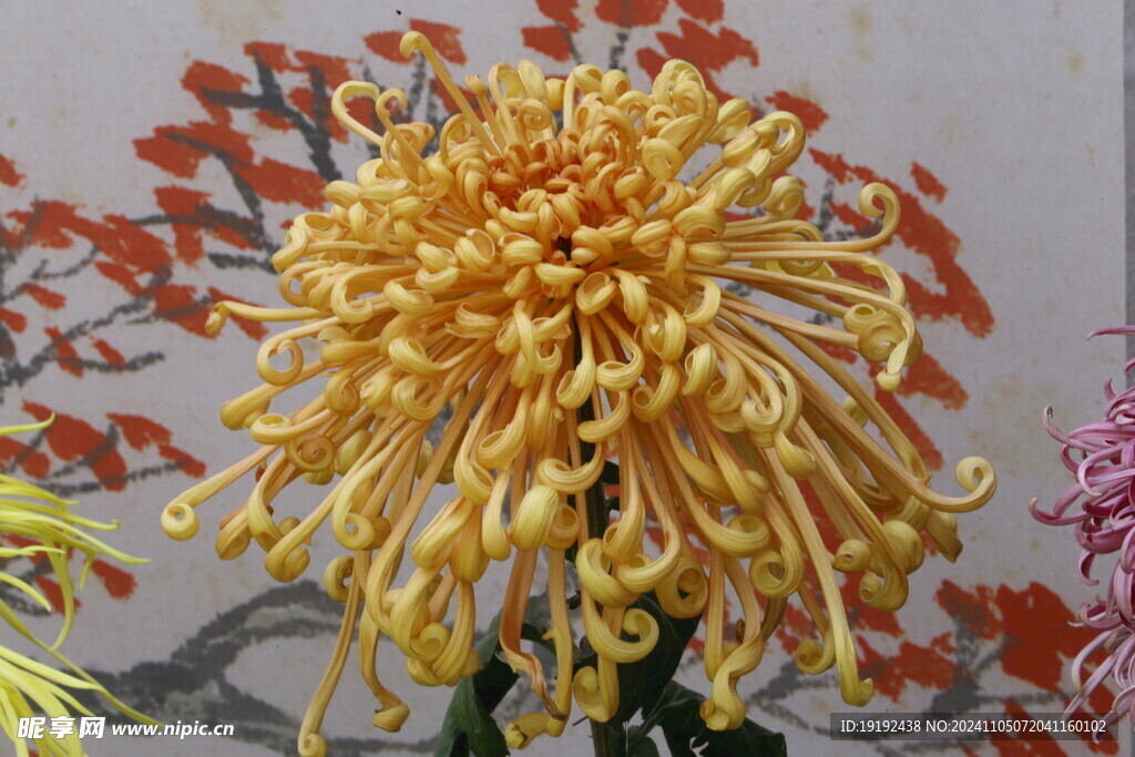 菊花 