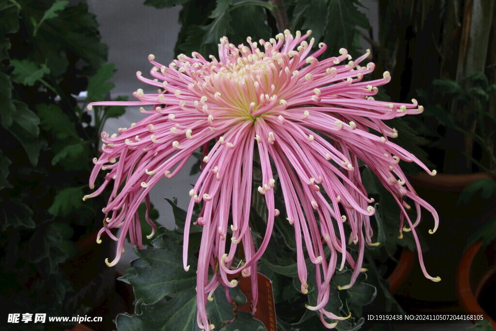 菊花  