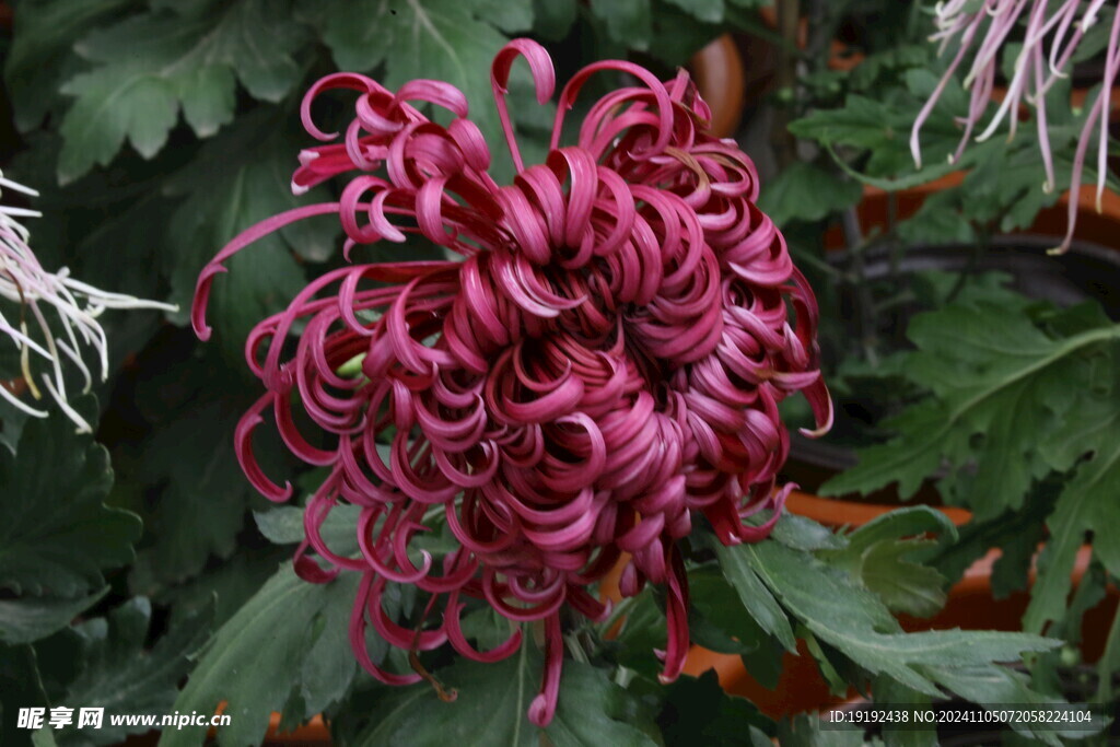 菊花  