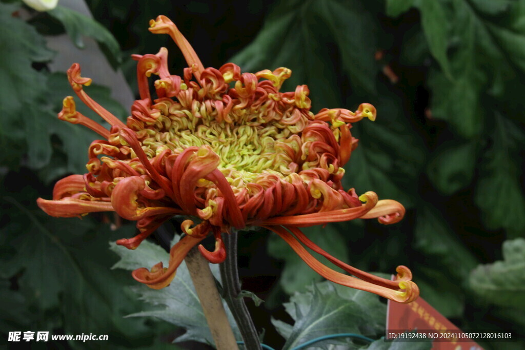 菊花  