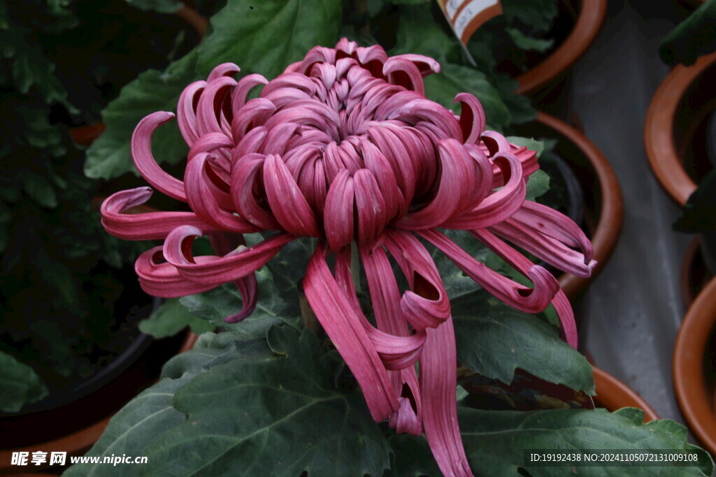 菊花  