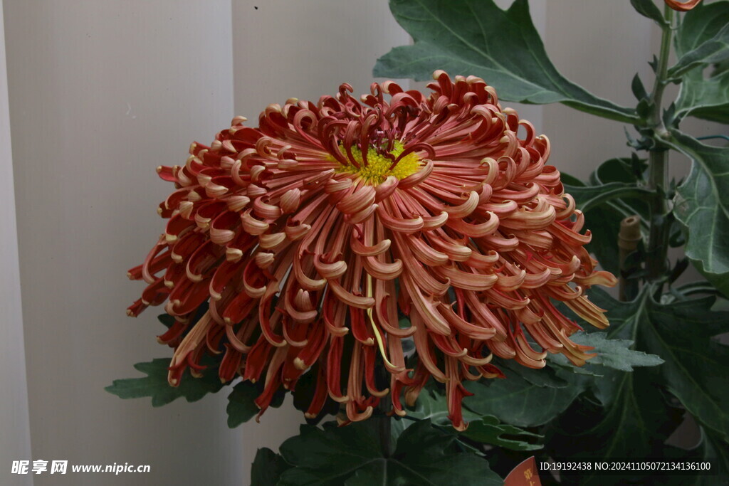 菊花 