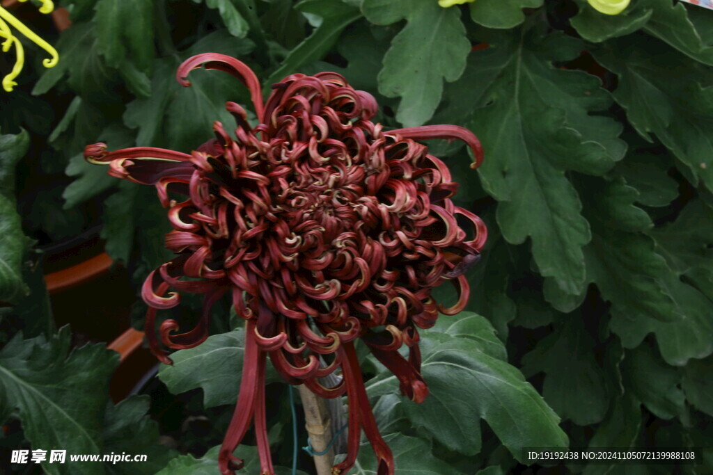 菊花 