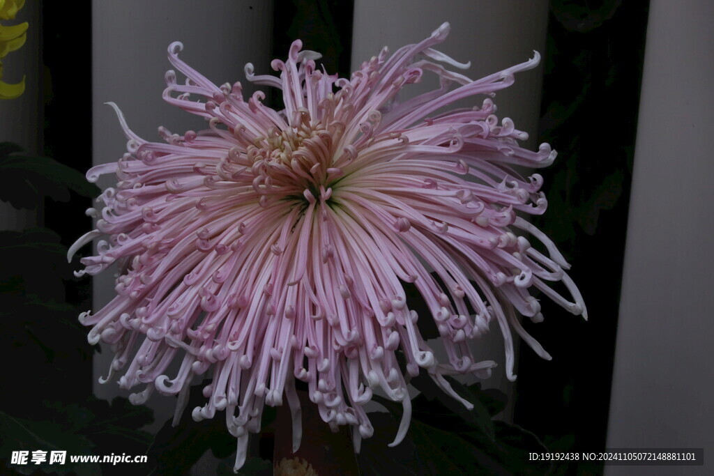 菊花 
