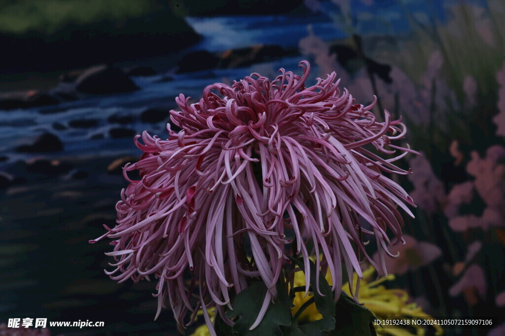 菊花 