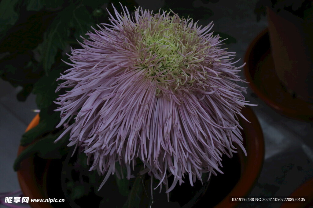 菊花 
