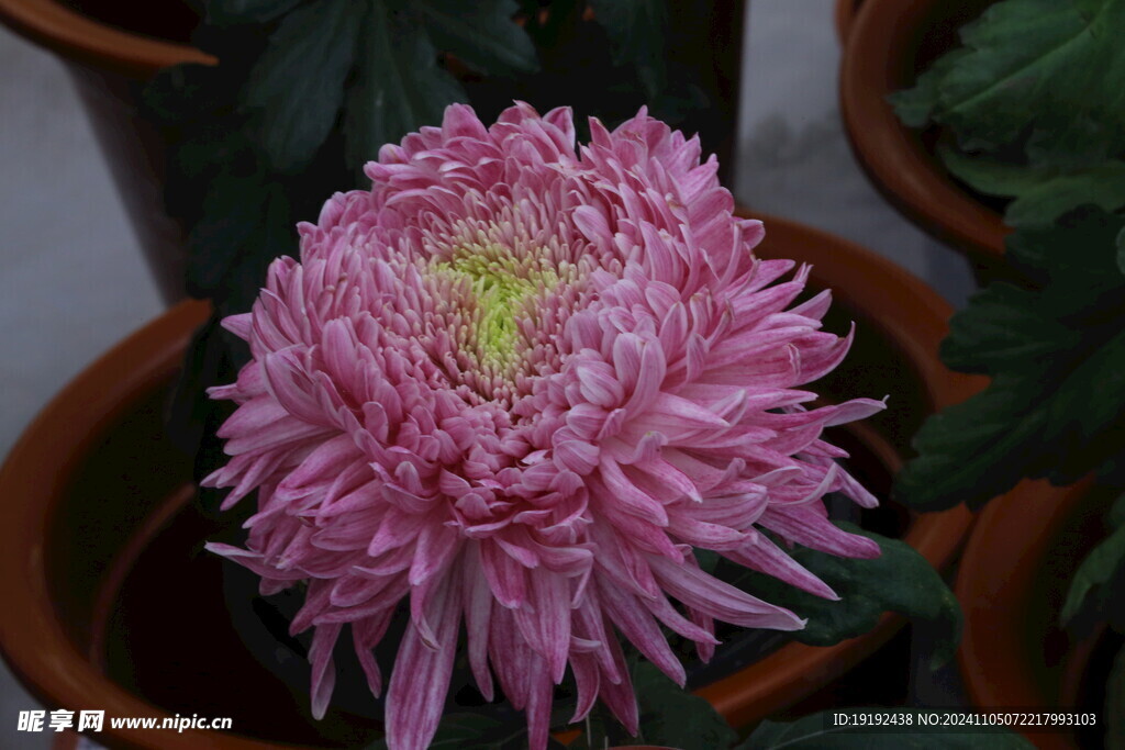 菊花 