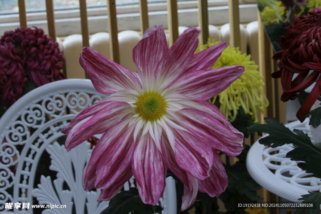 菊花 