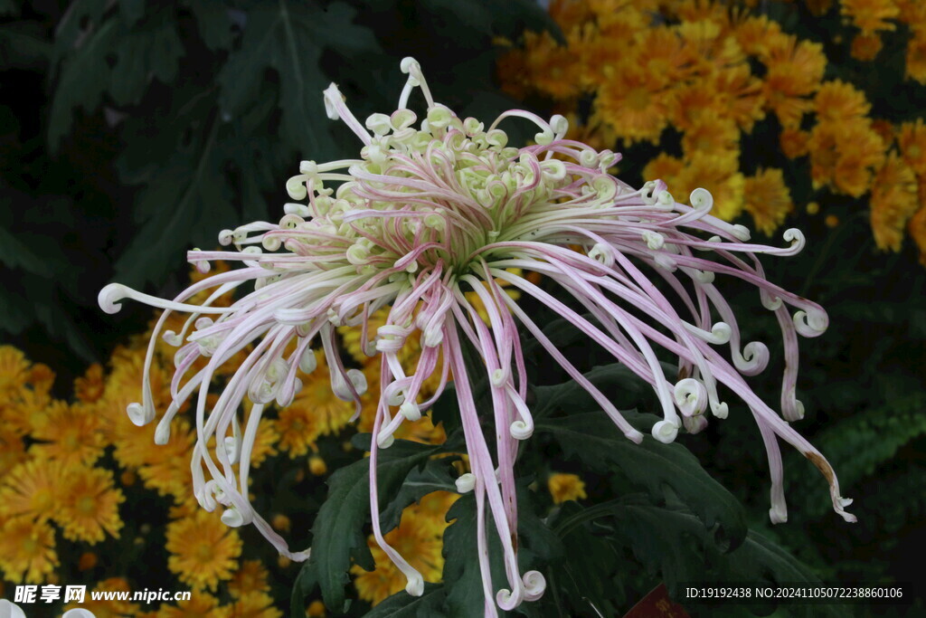 菊花  