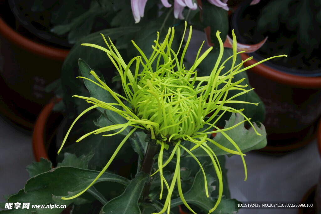 菊花  