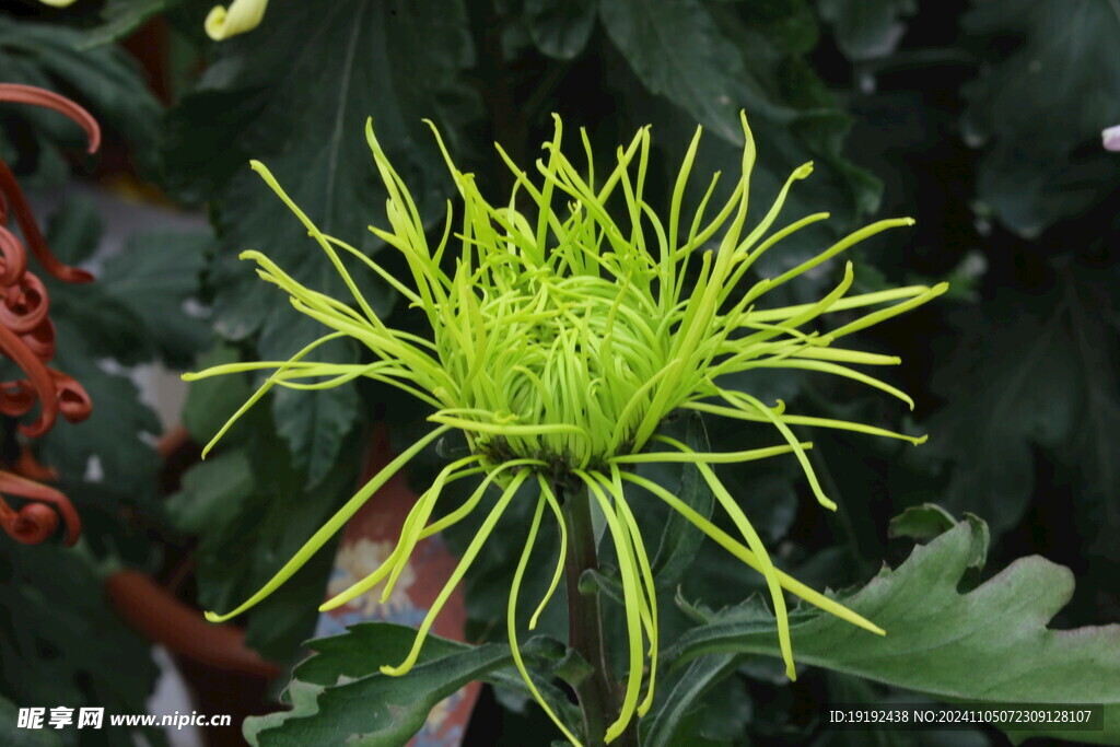菊花  