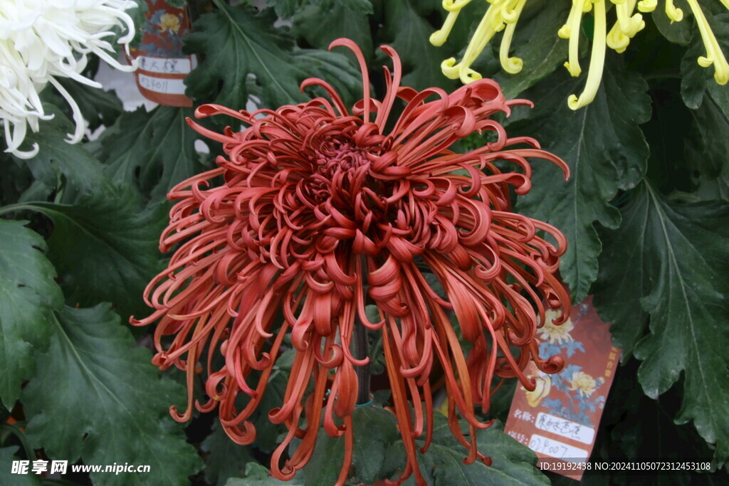 菊花  