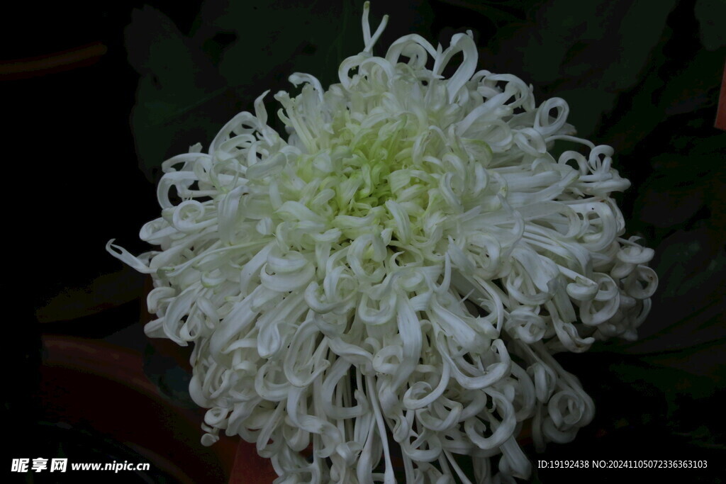 菊花 