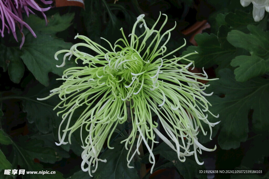 菊花  