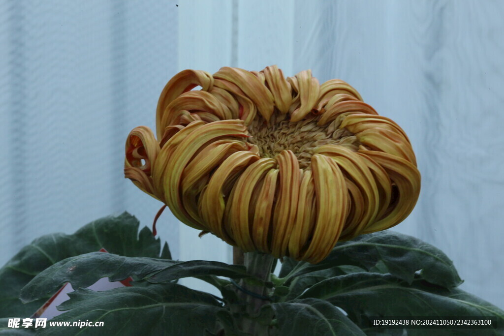 菊花  