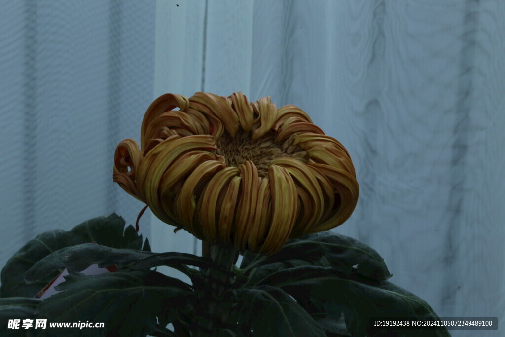 菊花 