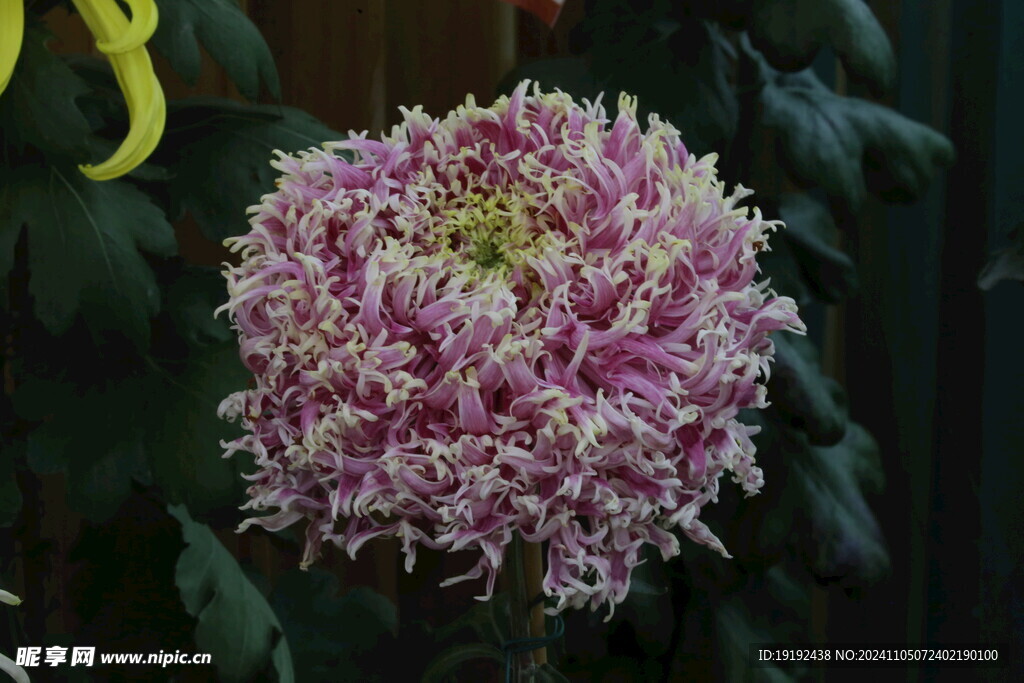 菊花 