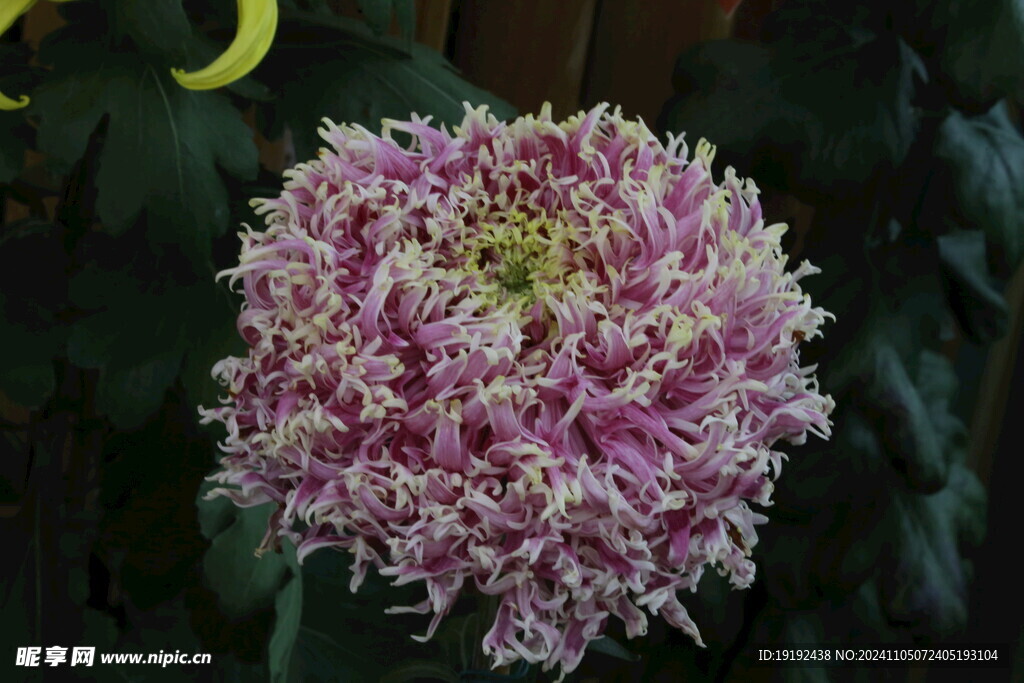 菊花 