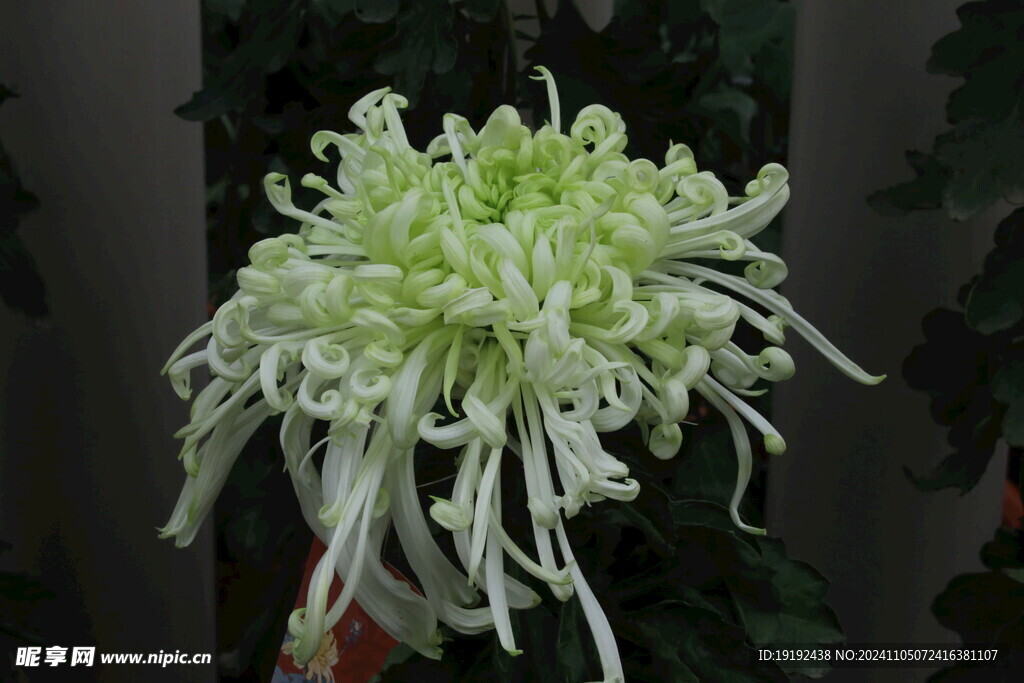 菊花  