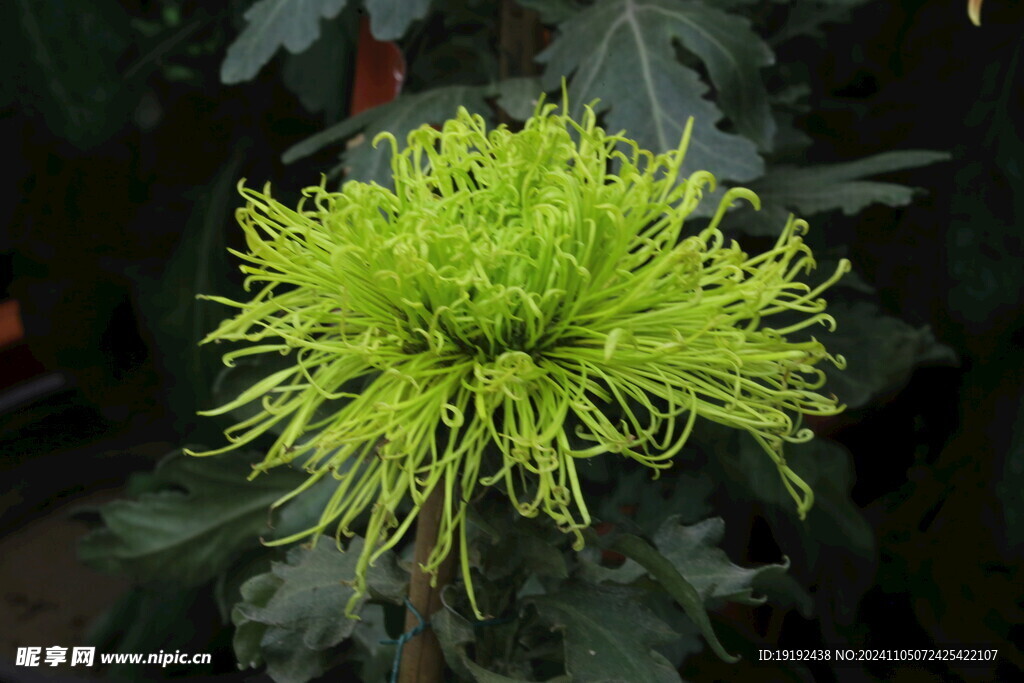 菊花 
