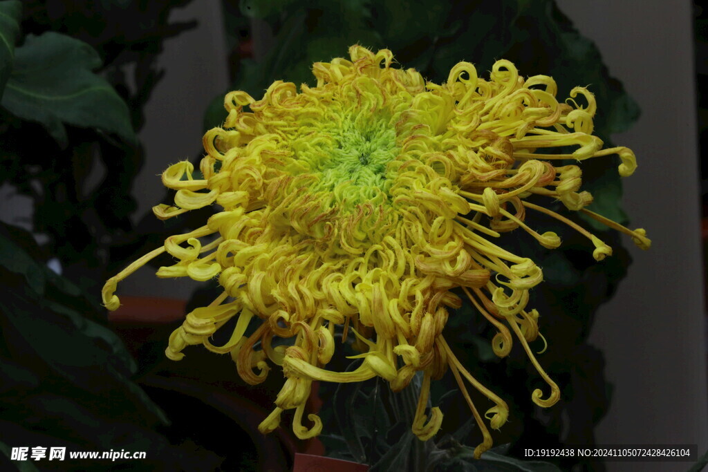 菊花  
