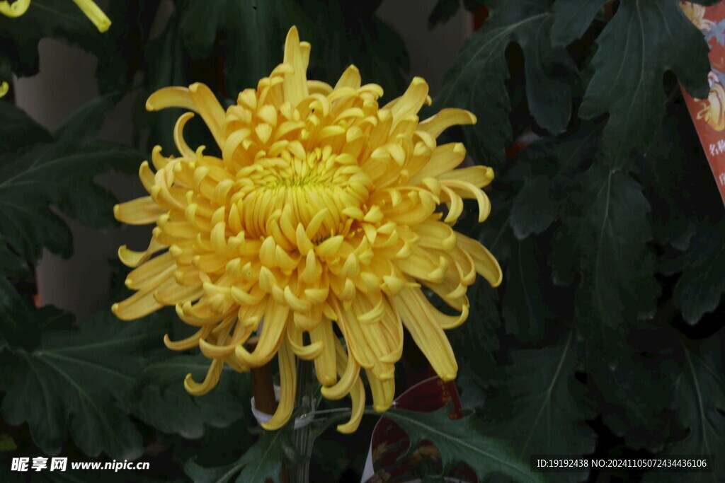 菊花 