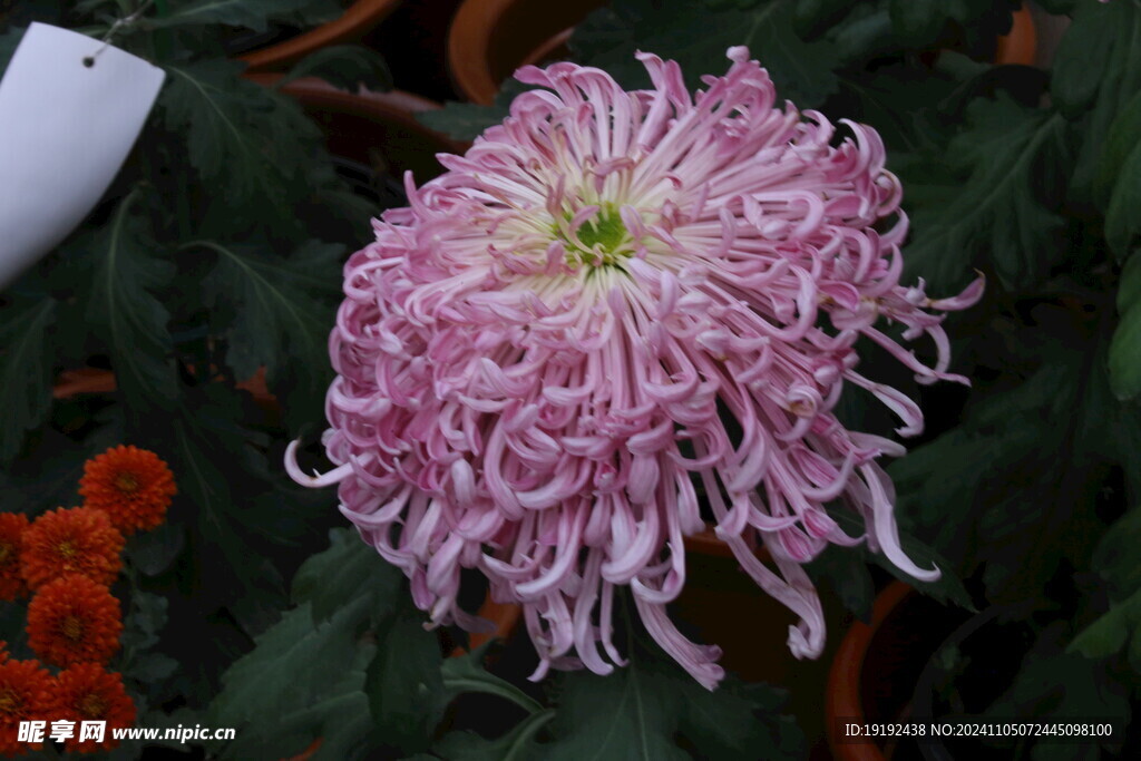 菊花 