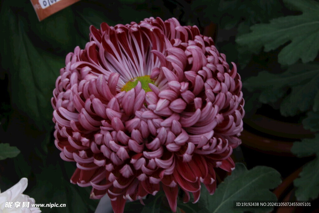 菊花  