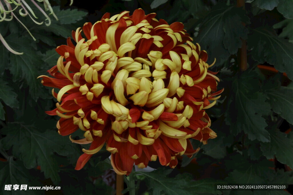 菊花 