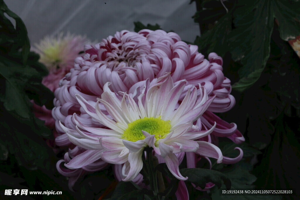 菊花 