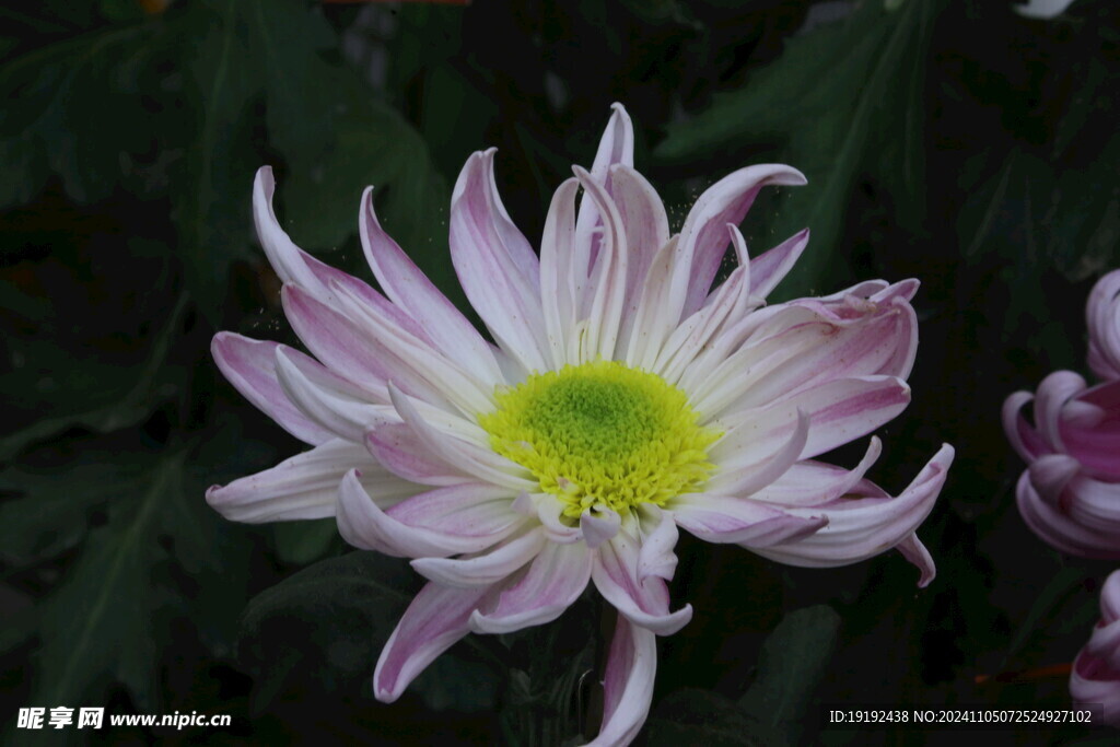 菊花  