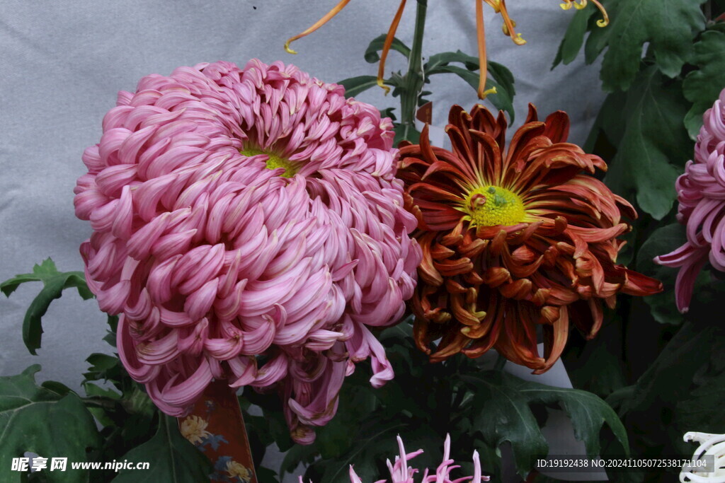 菊花 