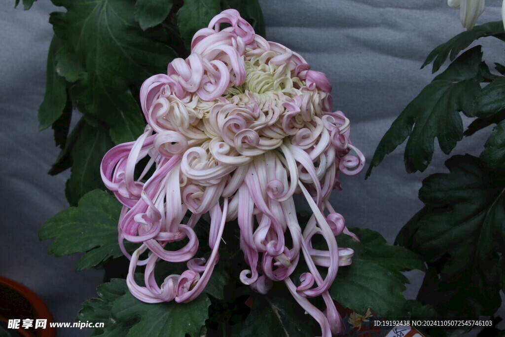 菊花  