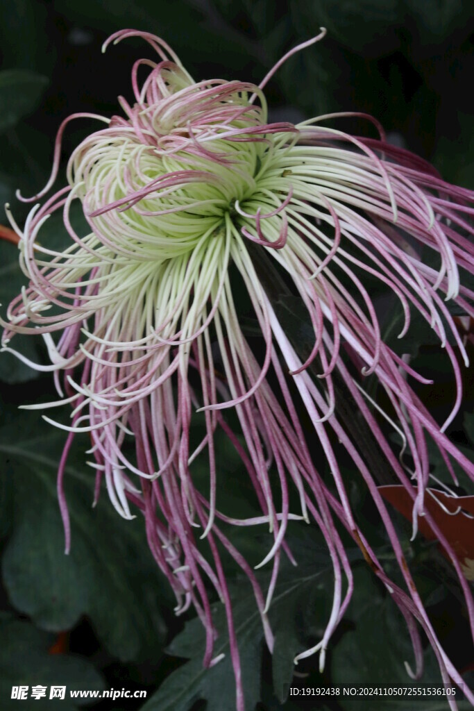 菊花 