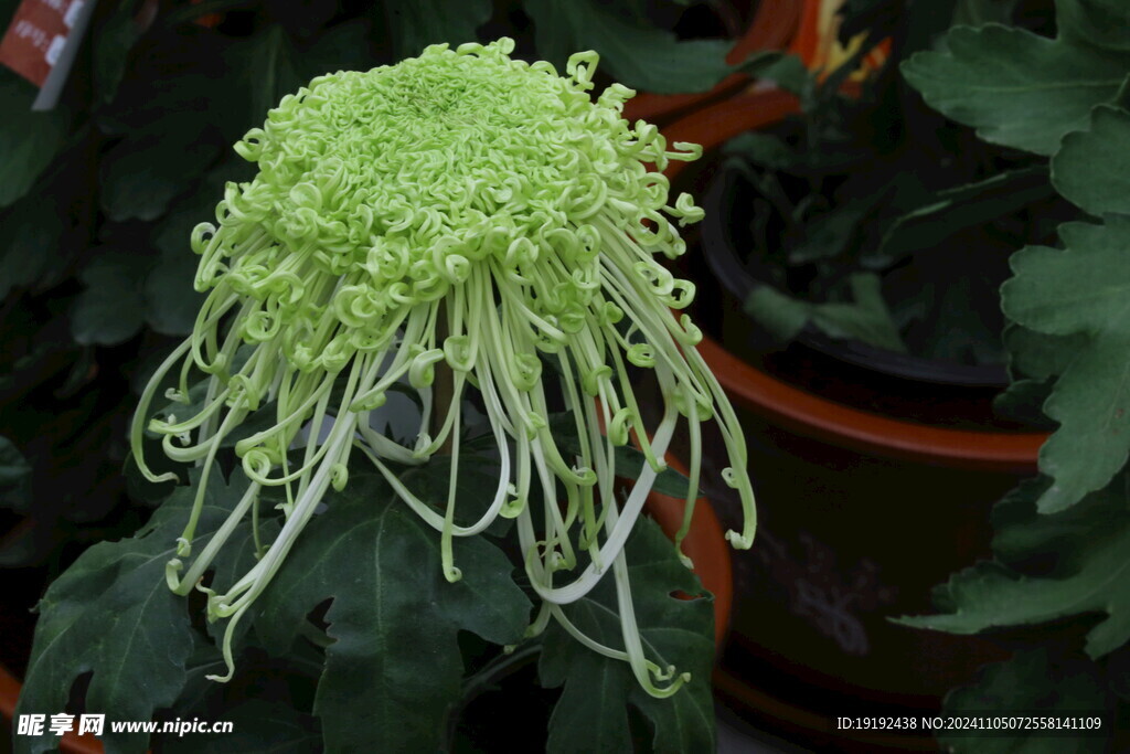 菊花 