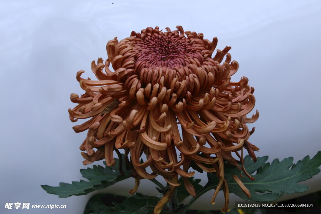 菊花  