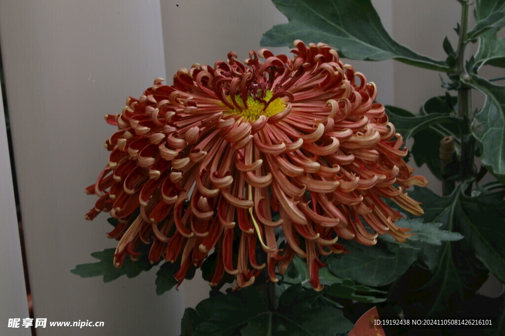 菊花 