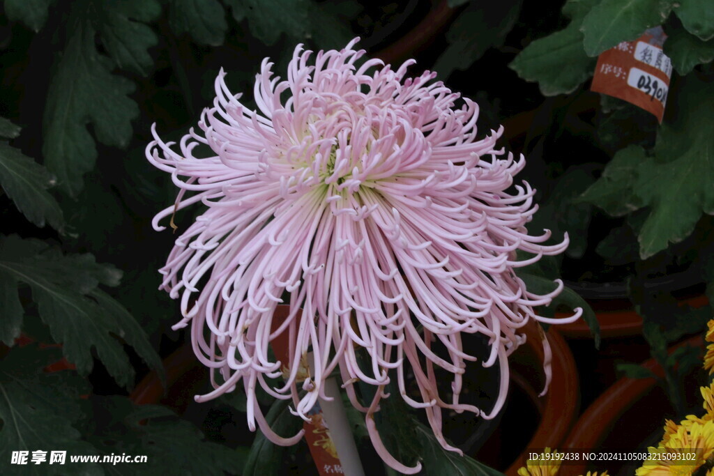 菊花 