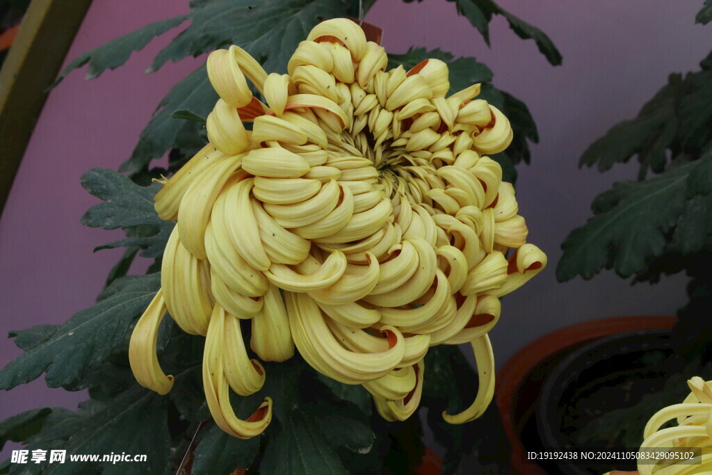菊花  