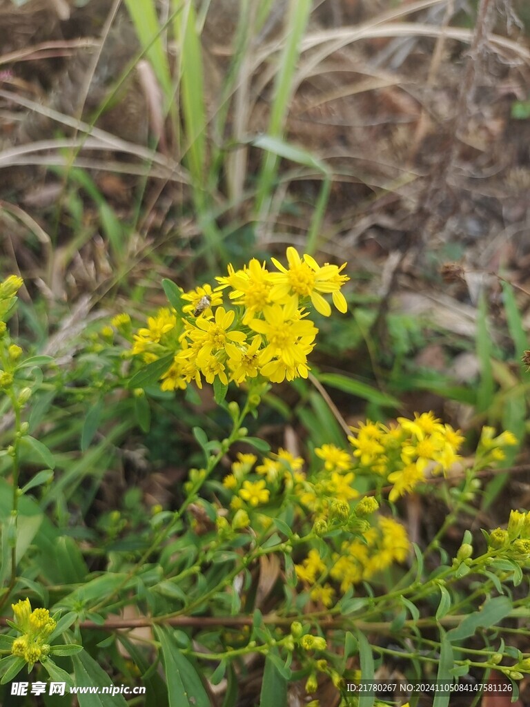 野花