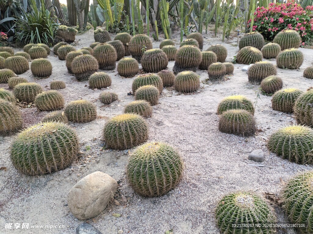 植物园仙人球