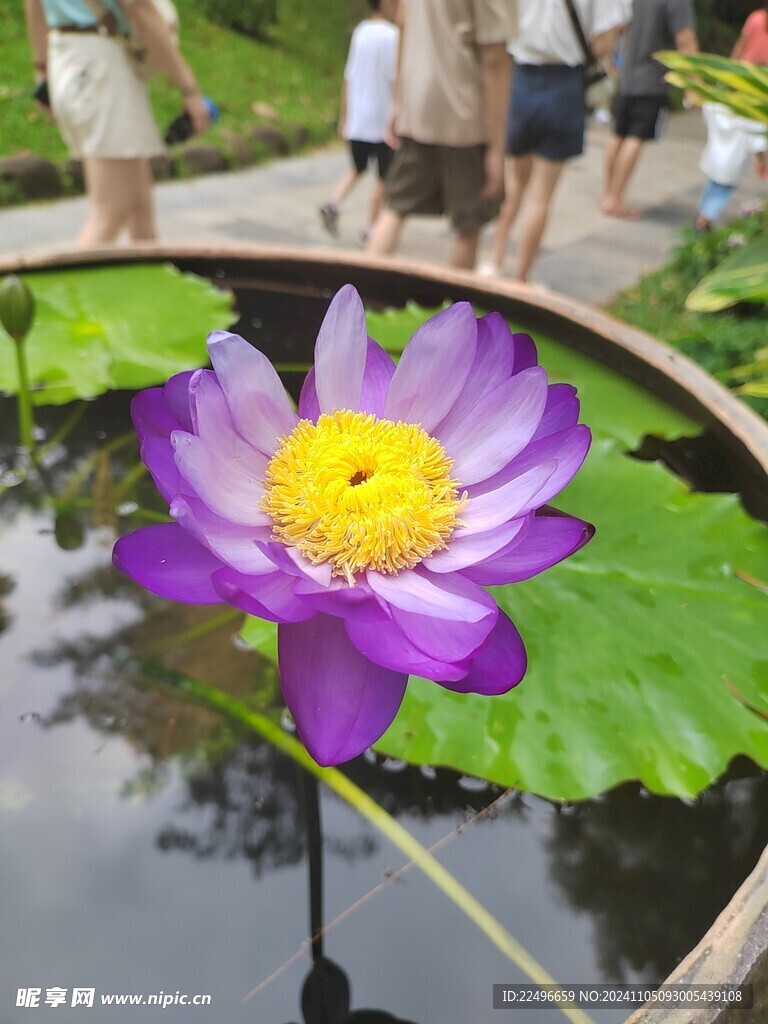 美丽 花草 荷花 小花 园林 