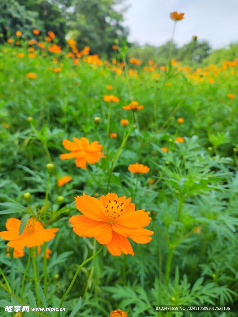 美丽 花草 园林 小花 公园 