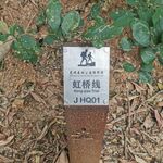 郊野径 虹桥线 JHQ01