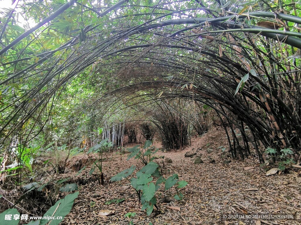 弯竹景致