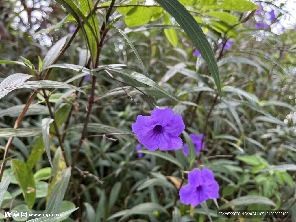 蓝花草  