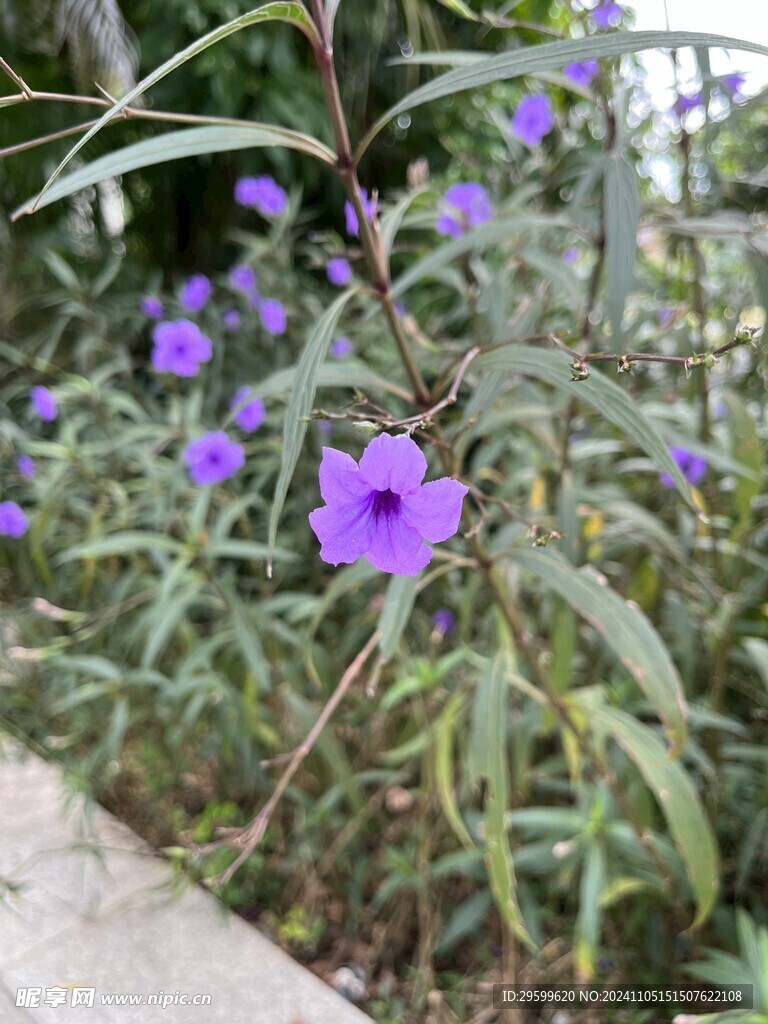 蓝花草  