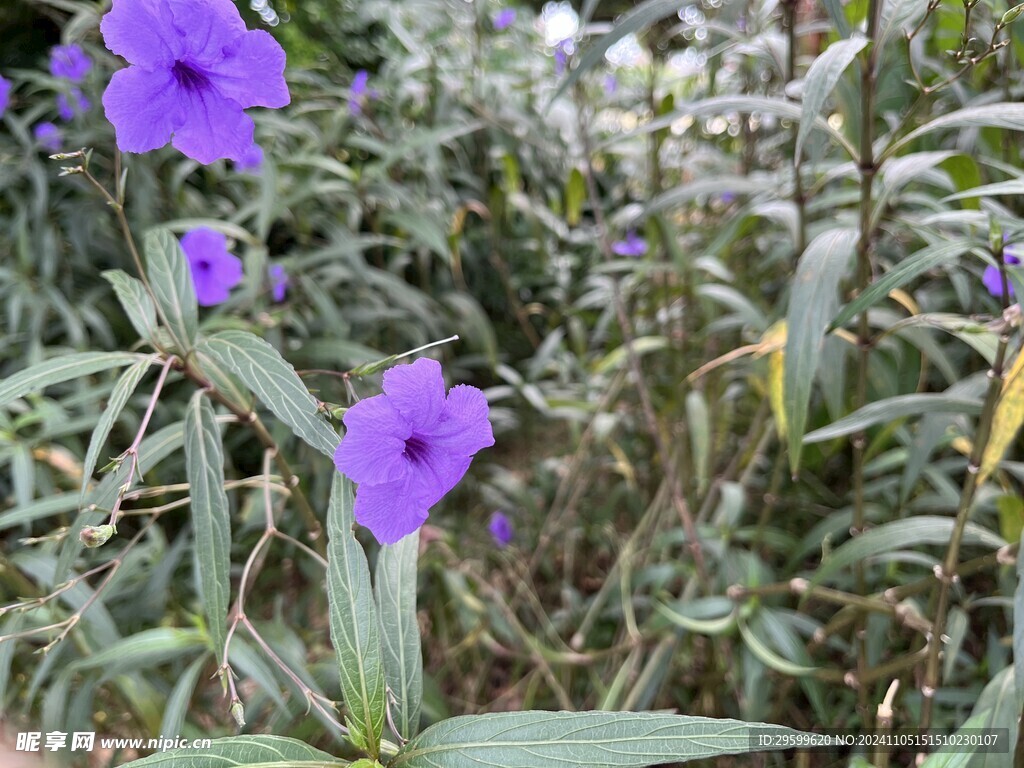 蓝花草  