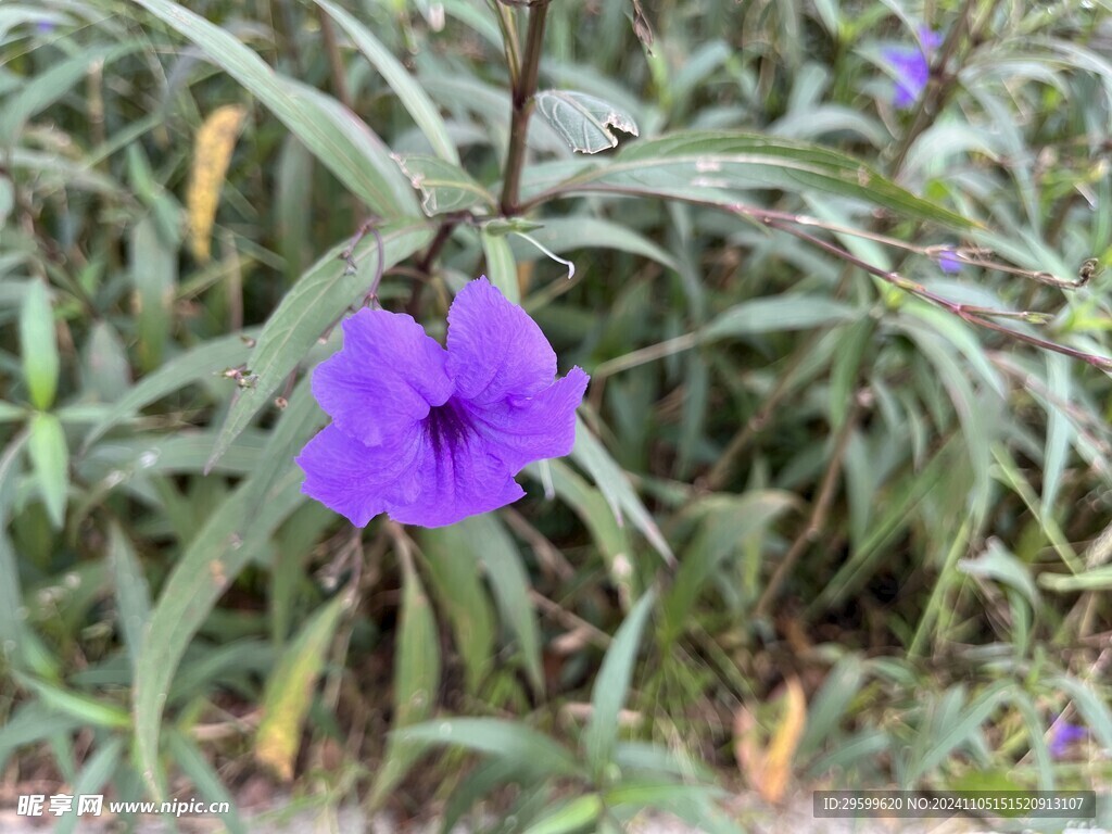 蓝花草 